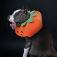 Load image into Gallery viewer, Pet Halloween Pumpkin Collars Cute Pet Cosplay Accessories
