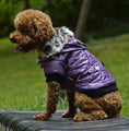 Load image into Gallery viewer, Cross-border pet supplies pet clothes dog clothes autumn and winter fur collar coat pet dog clothing
