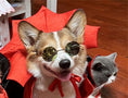 Load image into Gallery viewer, Halloween Pet Costumepet Halloween Cape Vampire King
